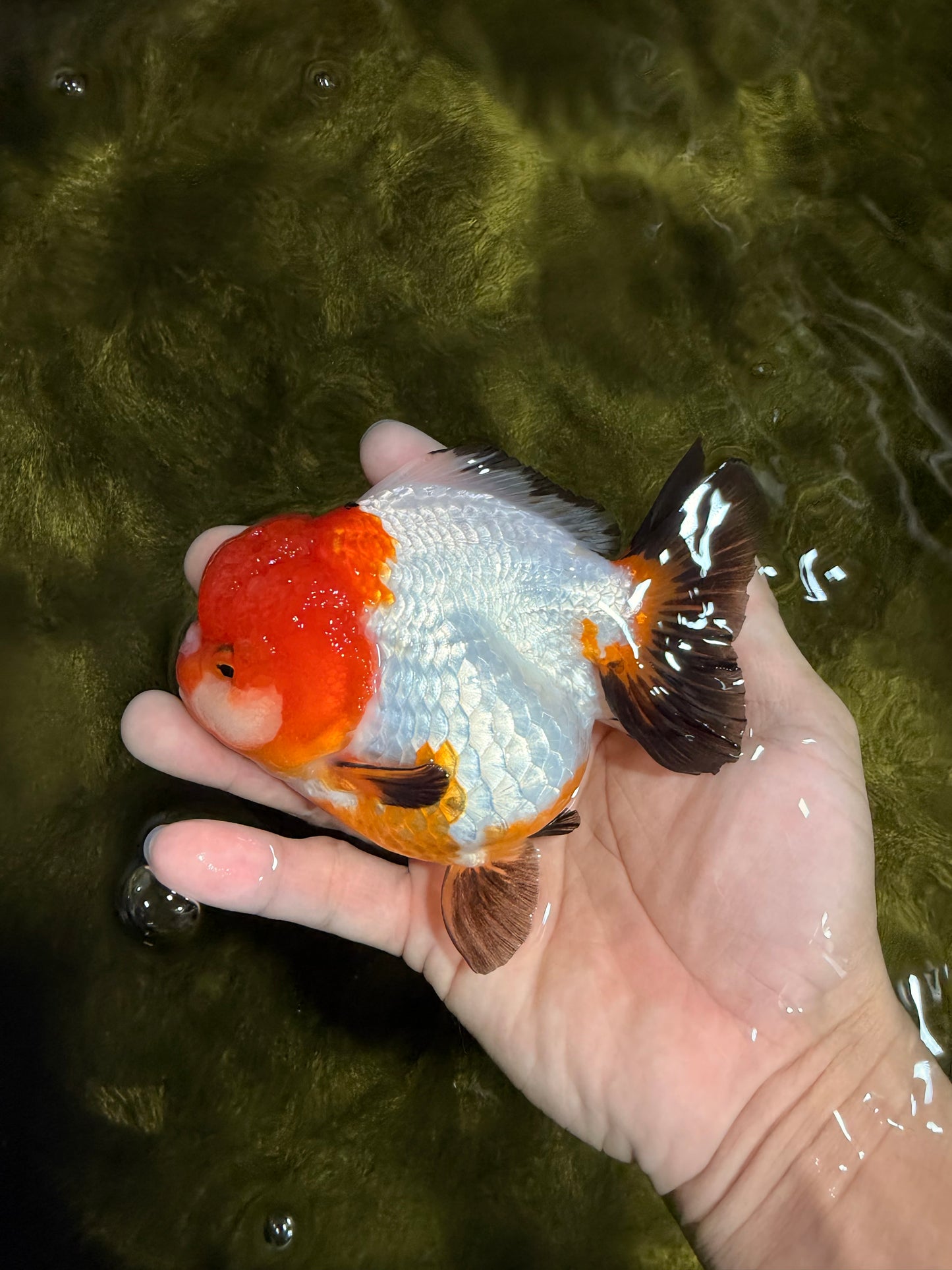 SUPER CUTE Tricolor Yuanbao Female 4.5-5 inches #040326YB_05