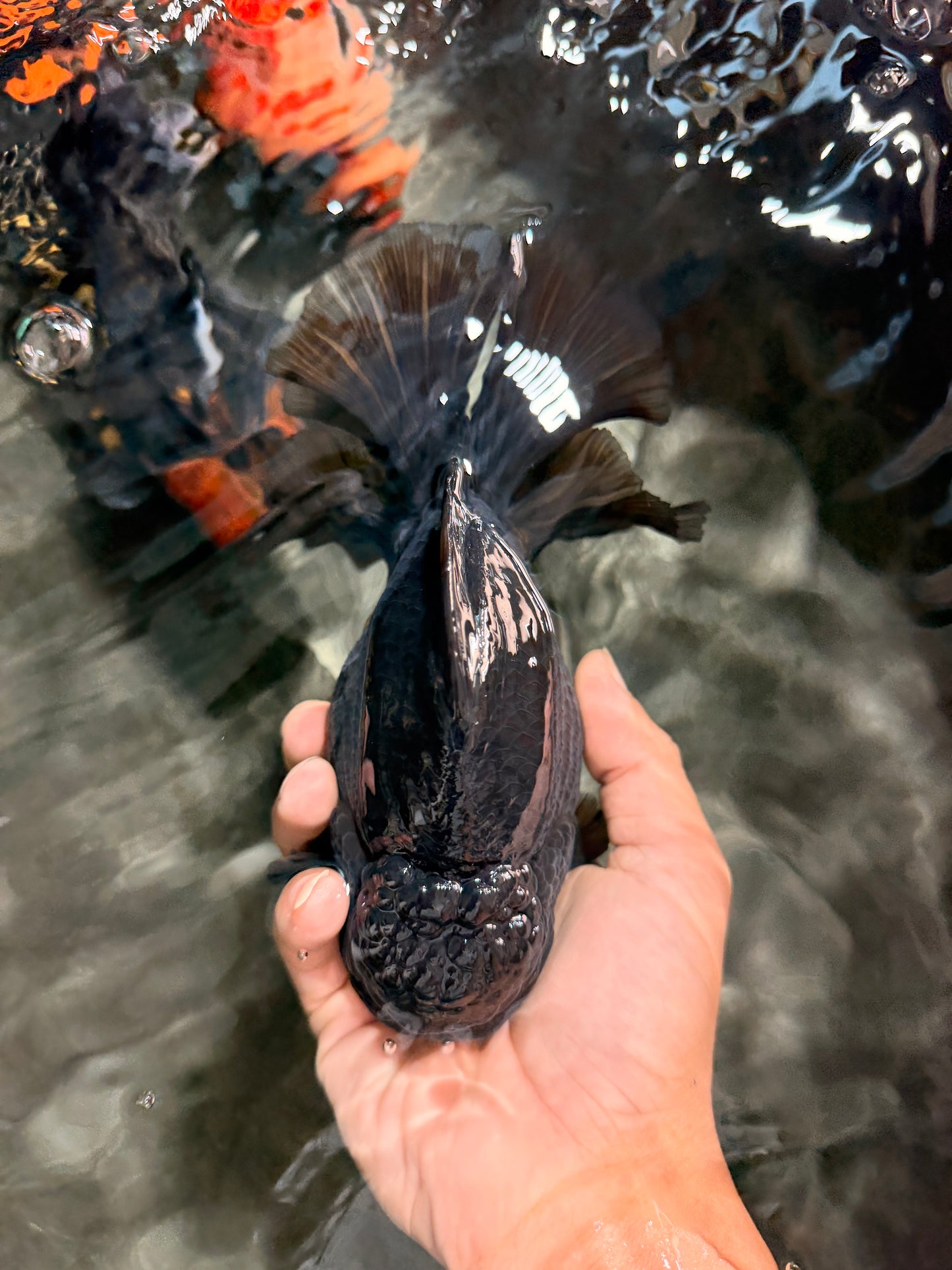 GODZILLA AAA Grade Black Oranda Male 6.5-7 inches #073126OR_01