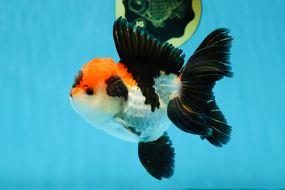 A Grade Tricolor Oranda Male 4.5-5 inches #013125OR_22