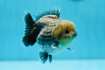 AAA Grade Blue Kirin Yuanbao Male 4 inches #0818YB_03