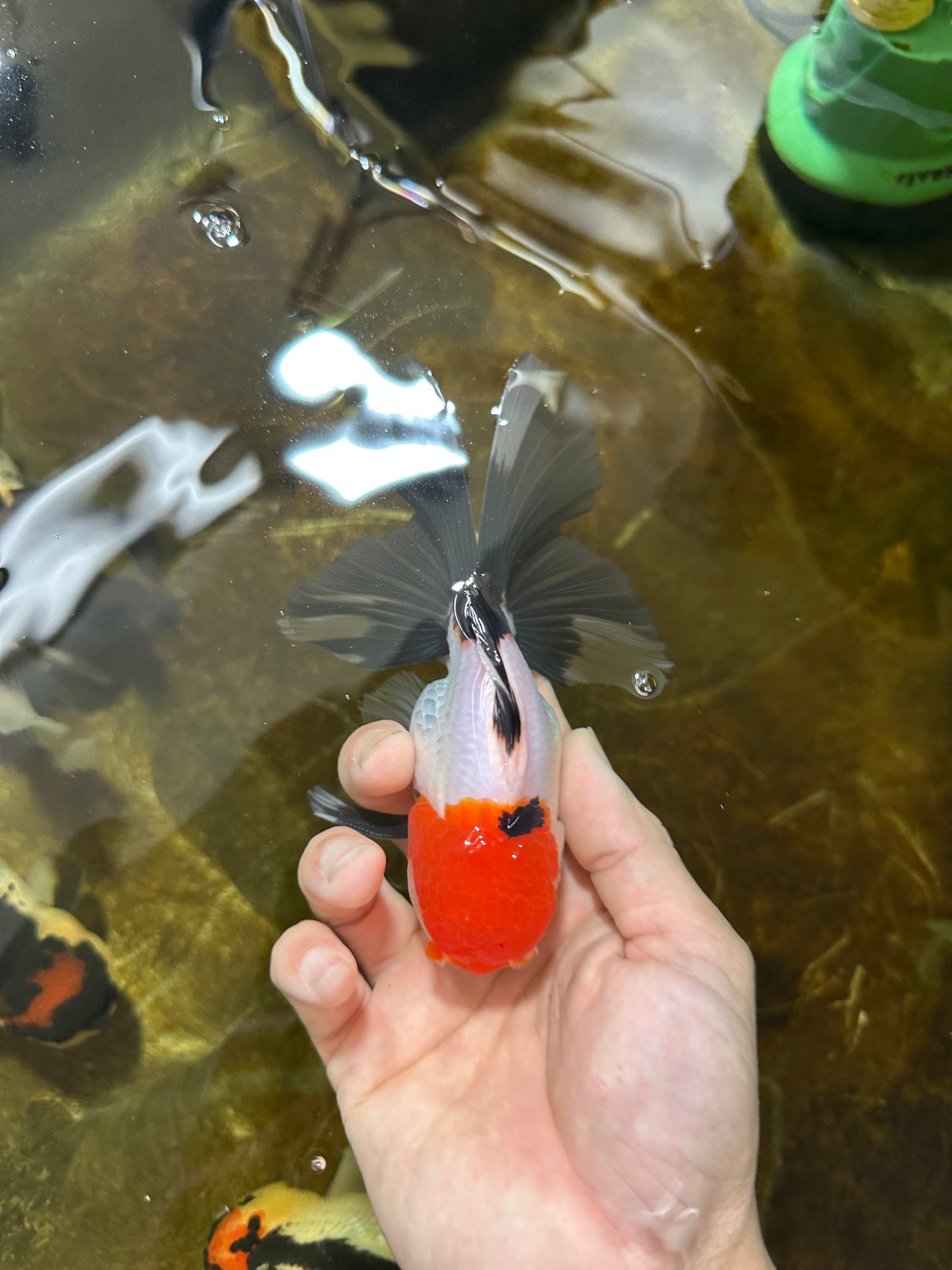 A Grade Tricolor Oranda Male 5 inches #080825OR_05
