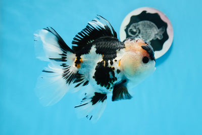 AAA Grade Beautiful Tricolor Oranda Male 5.5 inches #0712OR_14