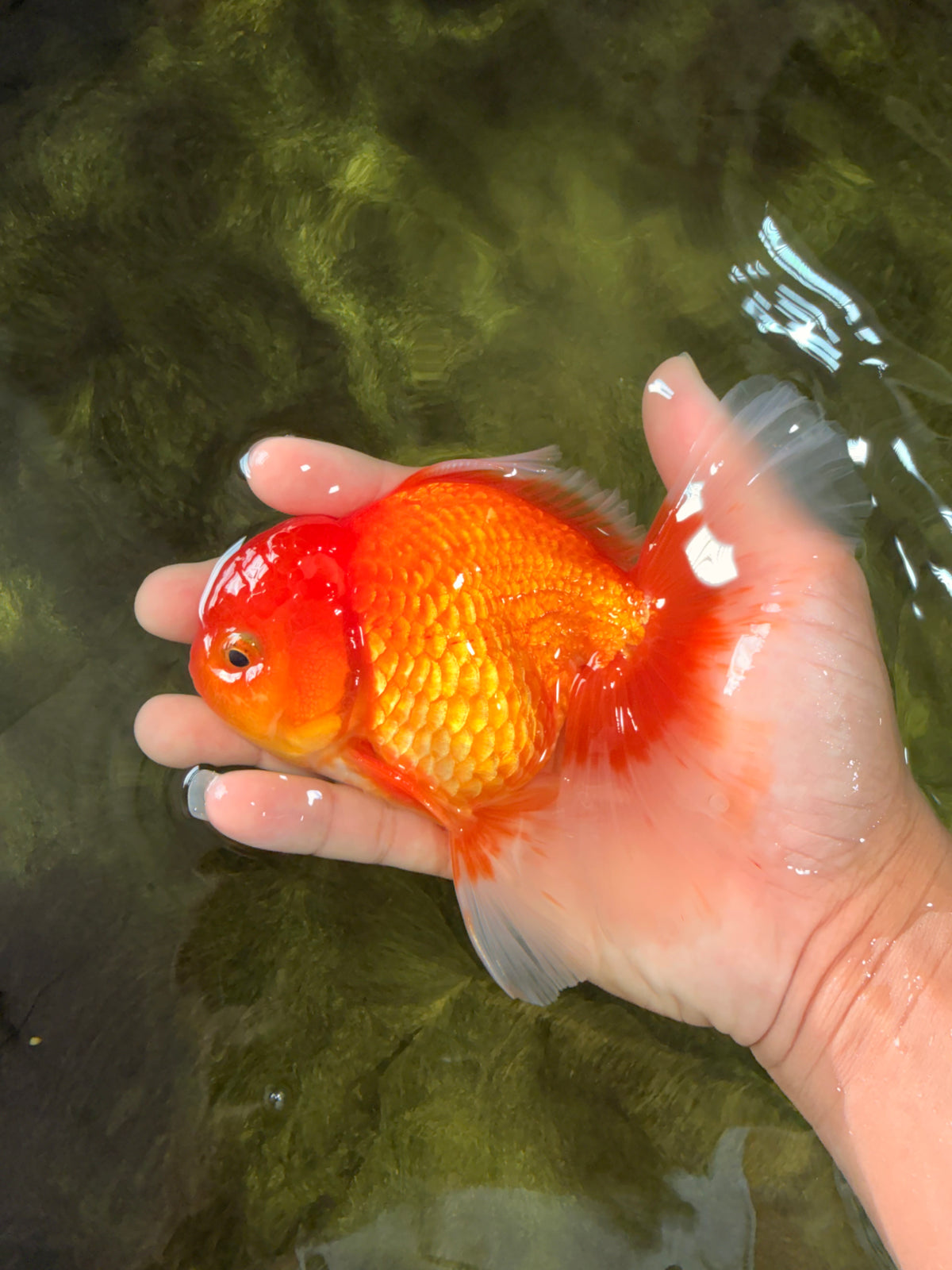 A Grade Red White Oranda Male 5.5 inches #091826OR_06