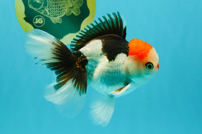 CLOWN A Grade Tricolor Oranda Male 5-5.5 inches #032026OR_14