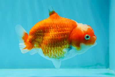 👶 Baby Jade Head Sakura Shark Lionchu Female 3.5-4 inches #0209LC_13