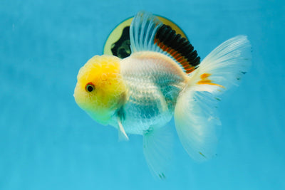 Special Bright Lemonhead Oranda Male 4.5-5 inches #030725OR_13