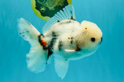 CHONKY A Grade Marble Oranda Male 5.5-6 inches #042426OR_09