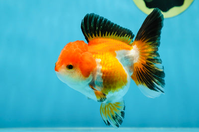 Tricolor Oranda Female 3.5-4 inches #032125OR_04