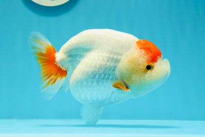 A Grade Chunky Red White Tancho LionQueen 6 inches #0607LC_24