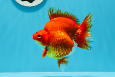 Ryukin hembra de color rojo fuego y blanco de grado AAA de 4,5 pulgadas n.º 0510RK_03