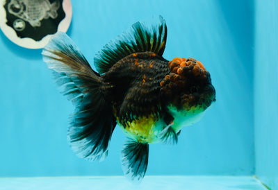 AAA Grade Tiger Oranda Female 5 inches #0119OR_07