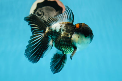 Tricolor Oranda Male 5.5 inches #1006OR_02