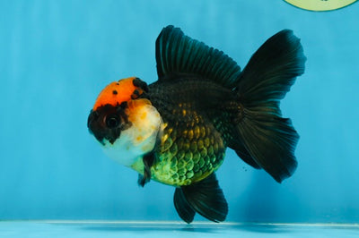 A Grade Stocky Body Lava Tricolor Oranda Female 5 inches #022825OR_12