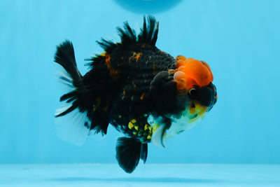 Yuanbao tigre macho de calidad AAA, 4,5 pulgadas, n.º 0719YB_18