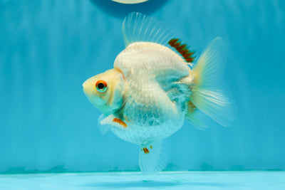 Ryukin de nieve de grado AAA, hembra roja y blanca, de 4 a 4,5 pulgadas, n.º 1117RK_01