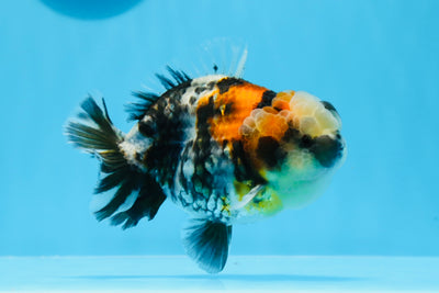 Yuanbao tricolor especial de grado AAA, macho, 4,5 pulgadas, n.º 0628YB_26