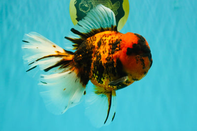 CHONKY AAA Grade Tiger Oranda Male 7.5 inches #092526OR_01