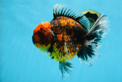 AAA Grade Super Chonky Tiger Godzilla Oranda Male 6 inches #072525OR_13