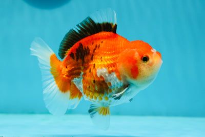 A Grade Fire Tricolor Yuanbao Female 4-4.5 inches #1117YB_07