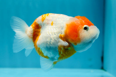 Sakura Lionchu Female 4-4.5 inches #1027LC_22