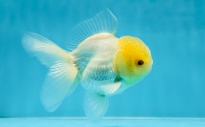PERFECT A Grade BRIGHT LEMONHEAD SNOW Oranda Male 4.5 inches #032125OR_13