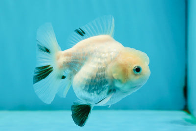 Panda Sakura Yuanbao femelle de catégorie A de 3,5 pouces #1117YB_11