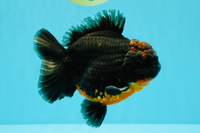 A Grade Dark Kirin Yuanbao Male 5 inches #032026YB_18