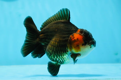 AAA Grade Tricolor Bulldog Yuanbao Female 4 inches #1103YB_12