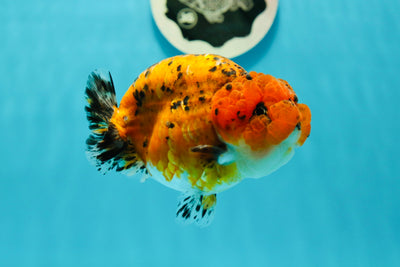 AAA Grade Rare Tiger LionQueen 4.5 inches #0329LC_18