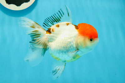 AAA Grade Tomato Head Tancho Tricolor Oranda Female 4.5-5 inches #122223OR_09