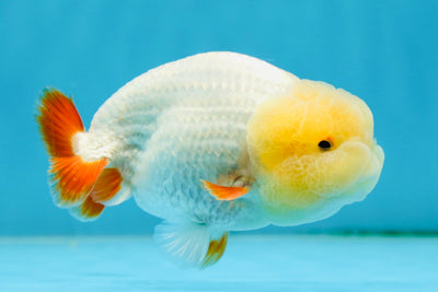 Adorable Lemonhead Lionchu 3.5-4 inches #013125LC_04