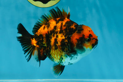 🔥 Fire AAA Grade Tiger Yuanbao Female 5-5.5 inches #032825YB_15