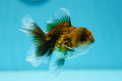 Kirin Oranda mâle de qualité A 3,5-4 pouces #0804OR_17