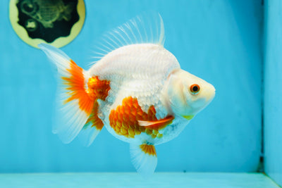 A Grade Red White Ryukin Female 5.5 inches #060625RK_31