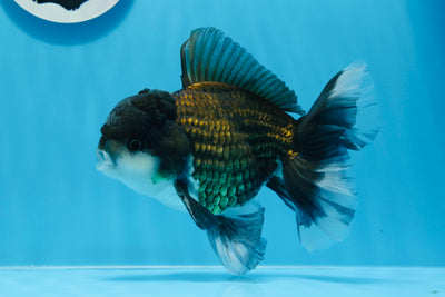 Panda tricolore Oranda mâle de qualité A 6 pouces #0706OR_07