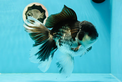 Panda Oranda de grado AAA macho 7 pulgadas #0329OR_07