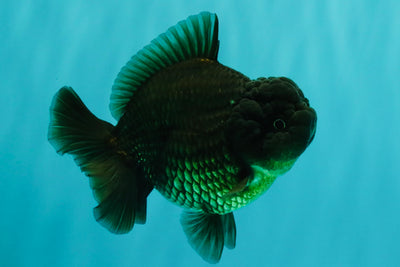 A Grade Black Yuanbao Female 4.5-5 inches #101626YB_36