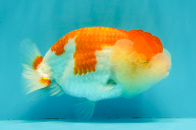 FLUFFY WEN A Grade Red White LionQueen Female 5 inches #051526LC_14