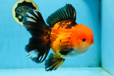 NEMO AAA Grade Apache Oranda Male 6.5 inches #082225OR_09