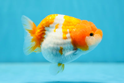 Sakura Lionchu Female 4 inches #0922LC_20