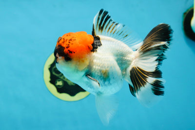 BIG VOLCANO HEAD AAA Grade Red Head Tricolor Oranda Male 5-5.5 inches #032825OR_01