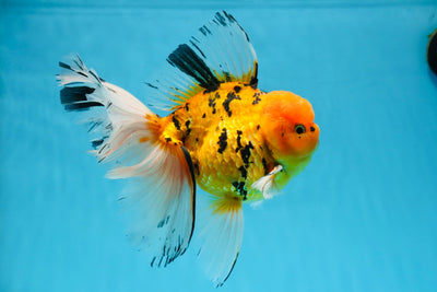 AAA Grade Ryuu Tiger Butterfly Tail Oranda Male 7.5 inches #022125OR_01