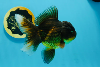 A Grade Tricolor Oranda Male 5.5 inches #112924OR_16