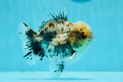 Kirin Yuanbao mâle bleu de qualité AAA 4,5 pouces #121523YB_05