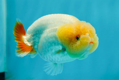 A Grade Lipsticks Lemonhead Orange Tail LionQueen 4 inches #0202LC_08