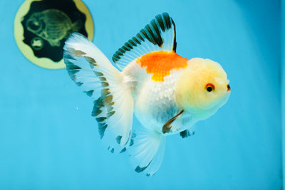 A Grade Tricolor Oranda Female 5 inches #022125OR_19