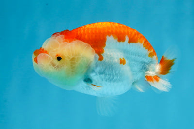 FLUFFY AAA Grade Red White LionQueen 4 inches #101725LC_02