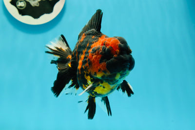 AAA Grade Chunky Tiger Yuanbao Male 4.5 inches #0216YB_06