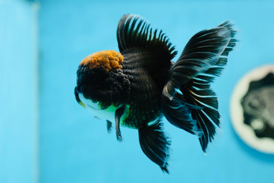 AAA Grade Red Hair Tricolor Oranda Male 4.5-5 inches #0922OR_19