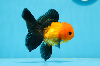 A Grade Button Eyes Apache Oranda Female 4.5 inches #0726OR_16